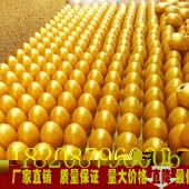 供应贵州望谟金蛋价格 安龙金蛋批发