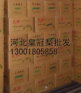 供应产地48#皇冠梨掉价蓝,河北赵县雪梨批发中心喊你前来